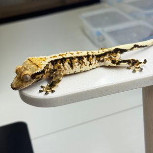 트라이 익스트림할리퀸