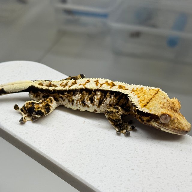 트라이 익스트림할리퀸