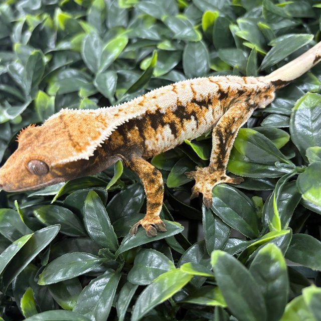 트라이 익스트림할리퀸