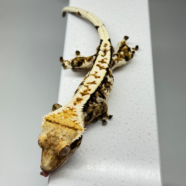 트라이 익스트림할리퀸