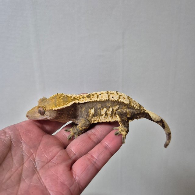 노멀 익스트림할리퀸