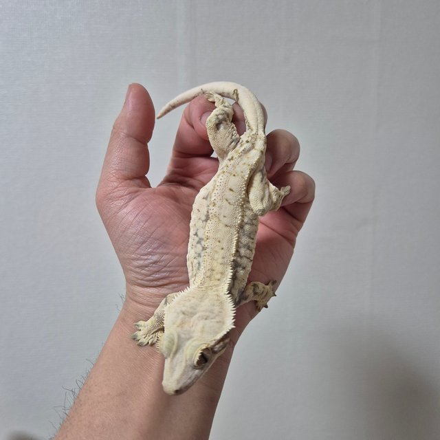 노멀 화이트스팟