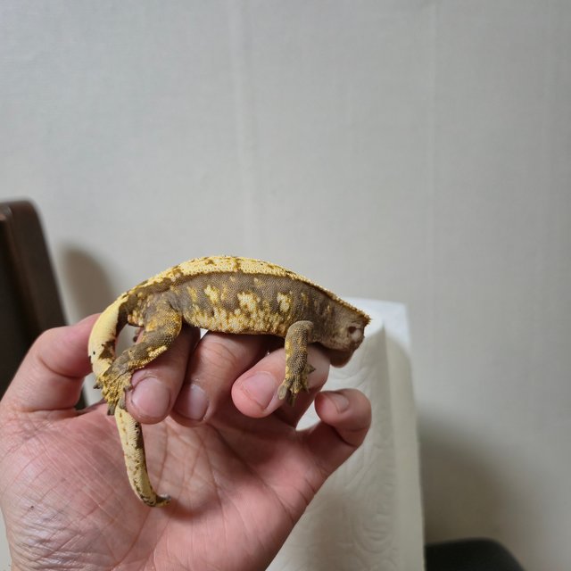 노멀 익스트림할리퀸