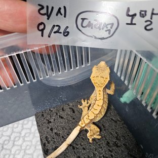 노멀 트라이 익스트림할리퀸