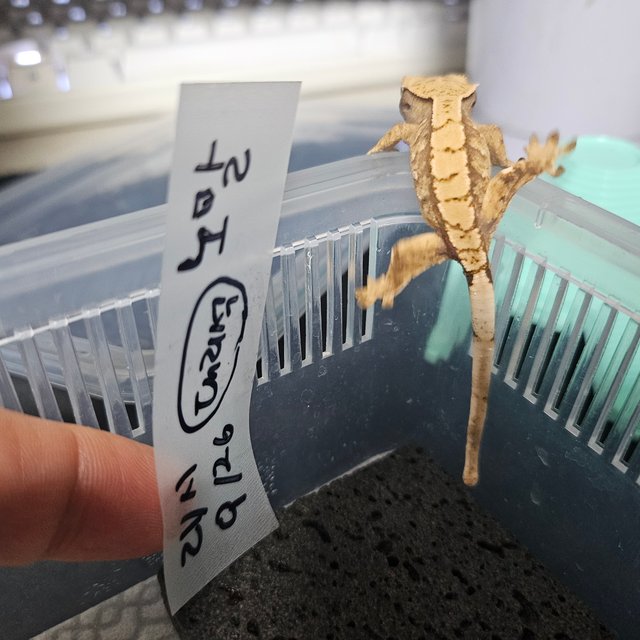 노멀 트라이 익스트림할리퀸