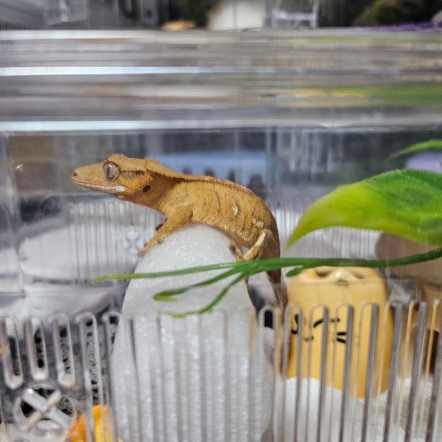 노멀 브린들 옐로우