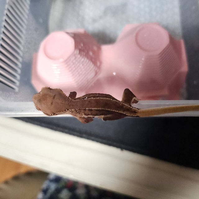 릴리화이트 팬텀