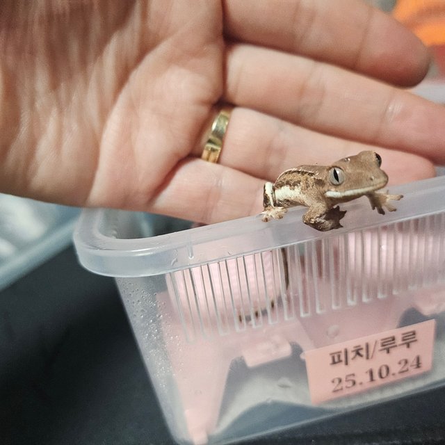 릴리화이트 팬텀