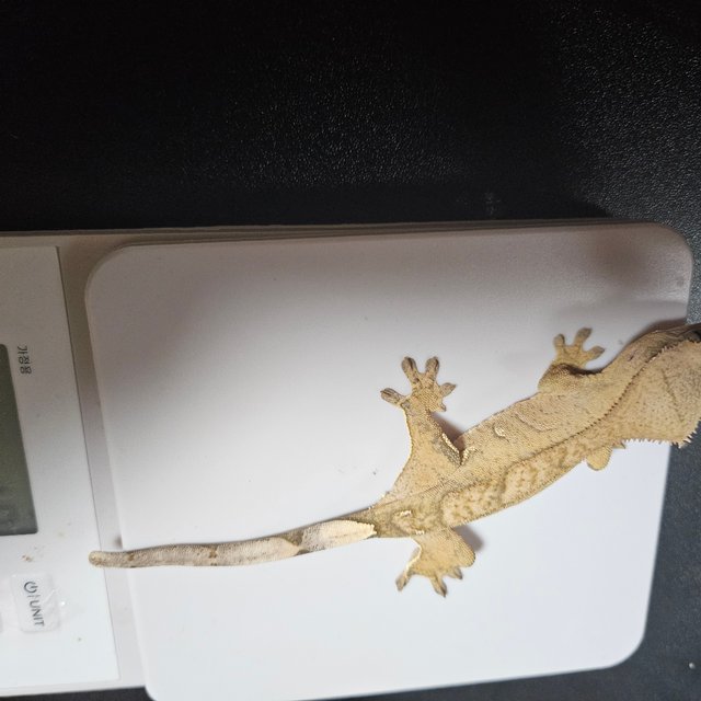 노멀 브린들 옐로우