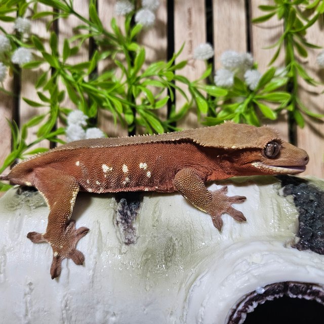 노멀 팬텀 화이트포트홀 레드