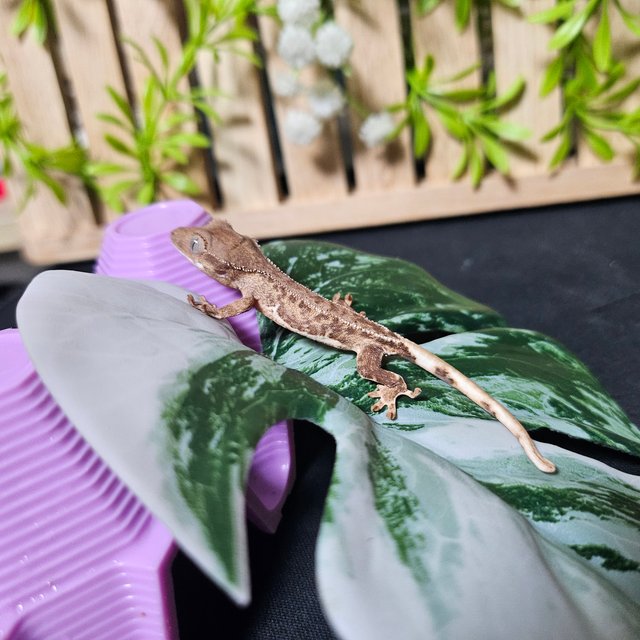 릴리화이트 팬텀