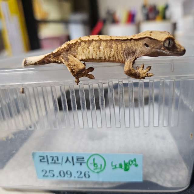 노멀 트라이 익스트림할리퀸