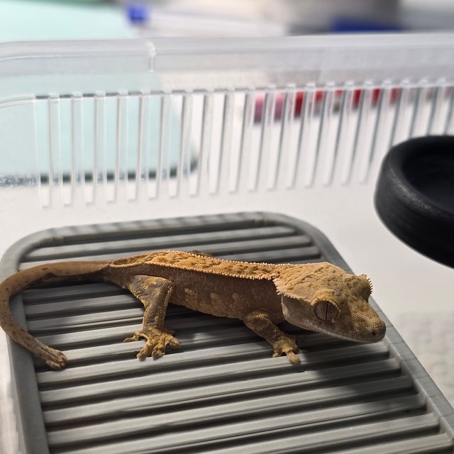 노멀 화이트스팟 화이트크라운 쿼드 풀핀 핀스트라이프