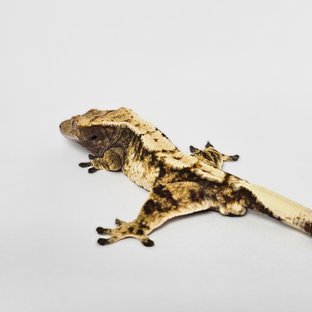 노멀 익스트림할리퀸 트라이