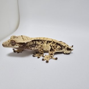 트라이 익스트림할리퀸