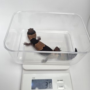 노멀 헷 아멜라니스틱 헷 패턴리스