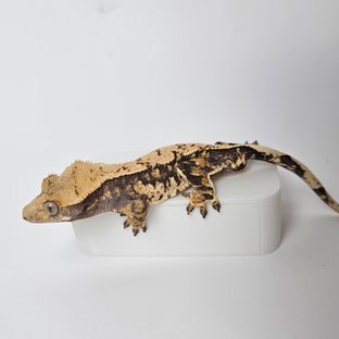 트라이 익스트림할리퀸