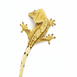 크림시클 옐로우