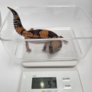 노멀 헷 고스트 헷 오레오 헷 패턴리스