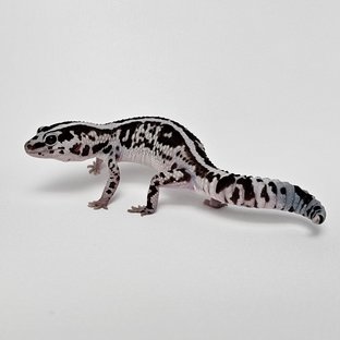 화이트아웃 오레오 헷 고스트