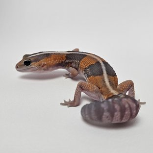 고스트 헷 아멜라니스틱 헷 패턴리스 헷 줄루