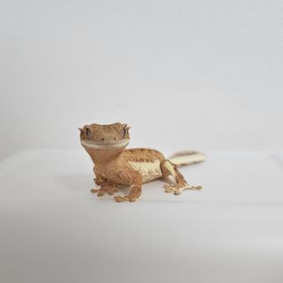 옐로우 팬텀 릴리화이트