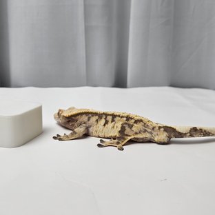 트라이 익스트림할리퀸