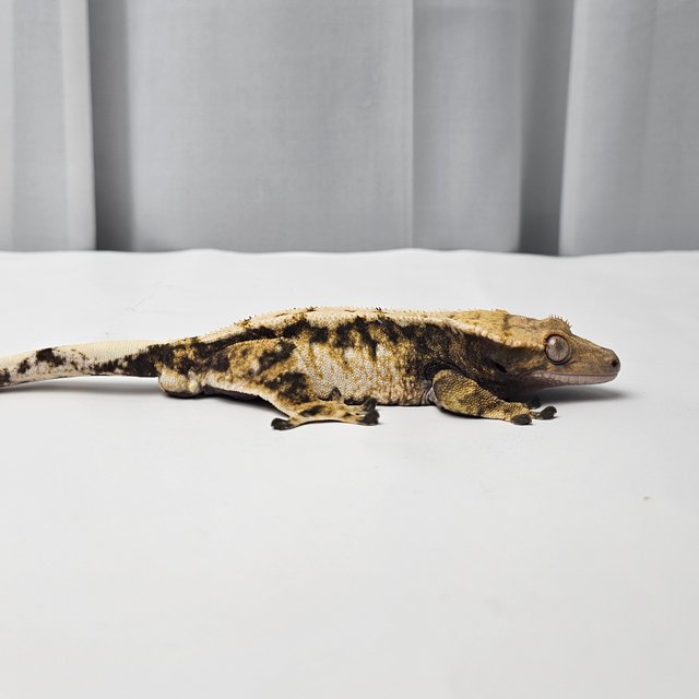 트라이 익스트림할리퀸