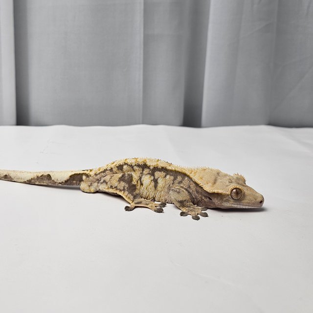 트라이 익스트림할리퀸