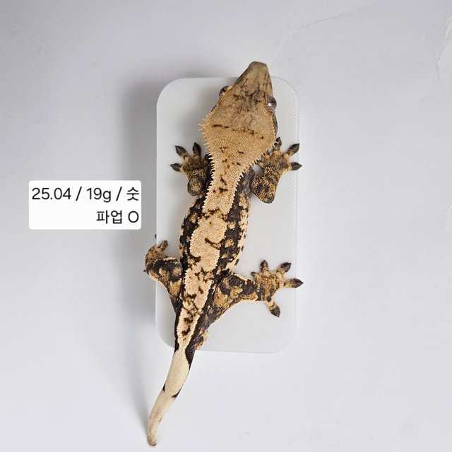 트라이 익스트림할리퀸