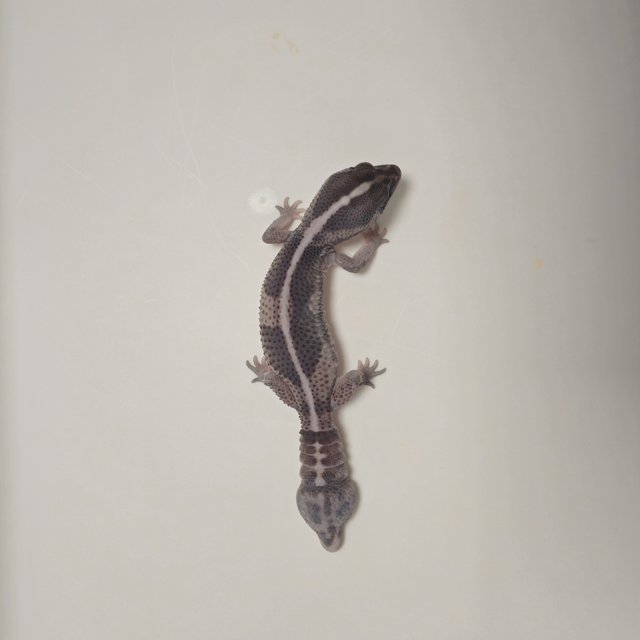 제로 오레오 헷 고스트 헷 패턴리스