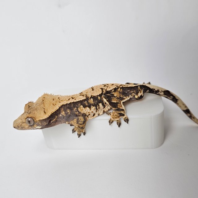 트라이 익스트림할리퀸