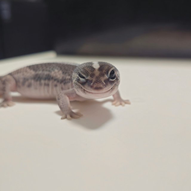 제로 오레오 헷 고스트 헷 패턴리스