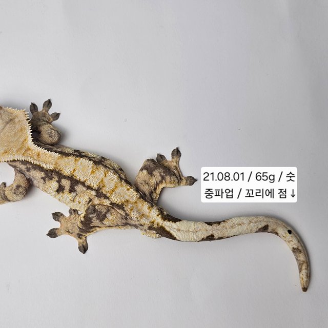 트라이 익스트림할리퀸