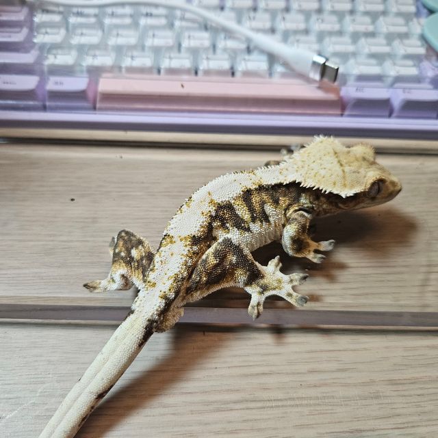 릴리화이트 익스트림할리퀸