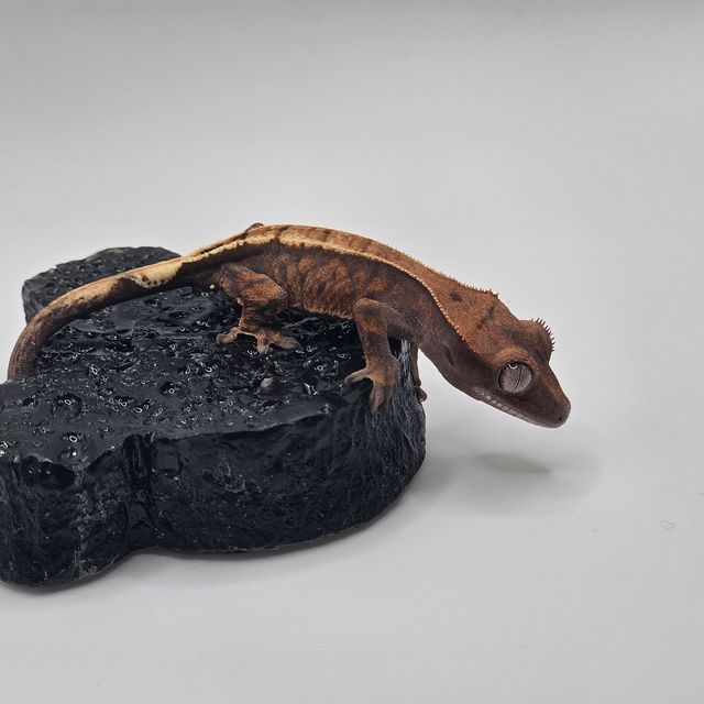 세이블