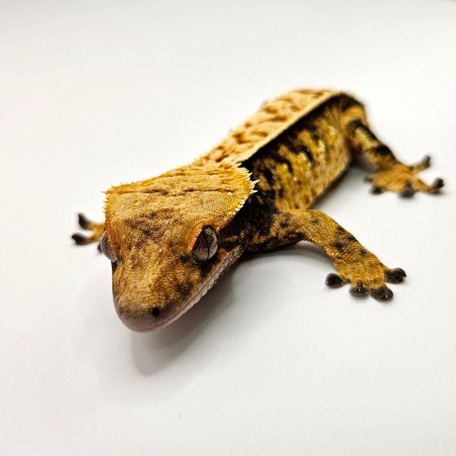 할리퀸