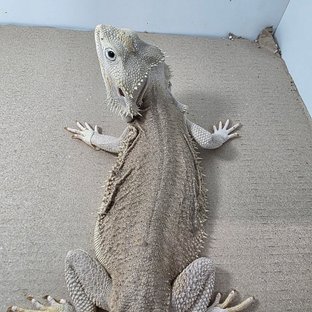 제로 하이포 제네틱 스트라이프