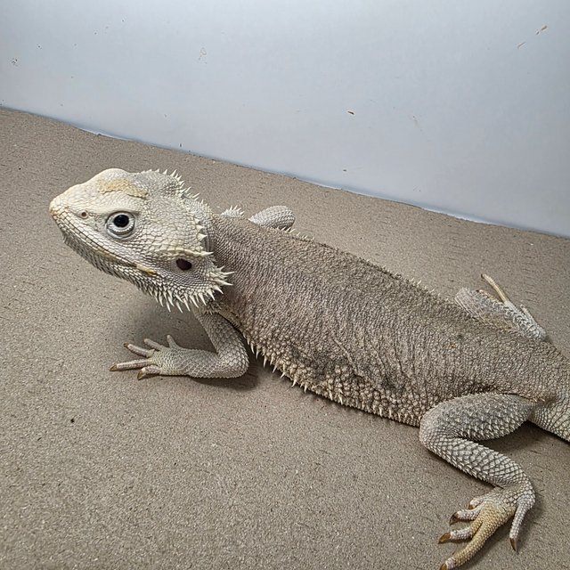 제로 하이포 제네틱 스트라이프