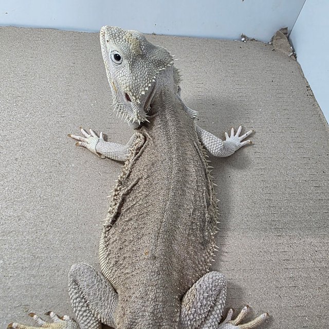 제로 하이포 제네틱 스트라이프