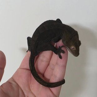 블랙베리