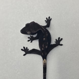 세이블 아잔틱