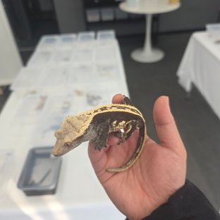 슈퍼스트라이프 엠티백