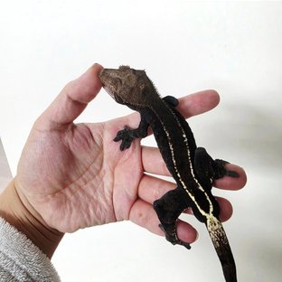 네로