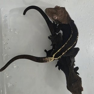 네로