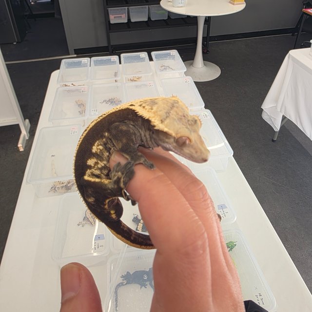 슈퍼스트라이프 엠티백