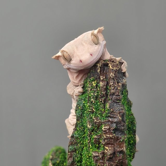 레드 바이 하이포