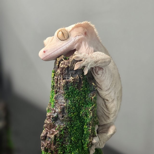 레드 바이 하이포