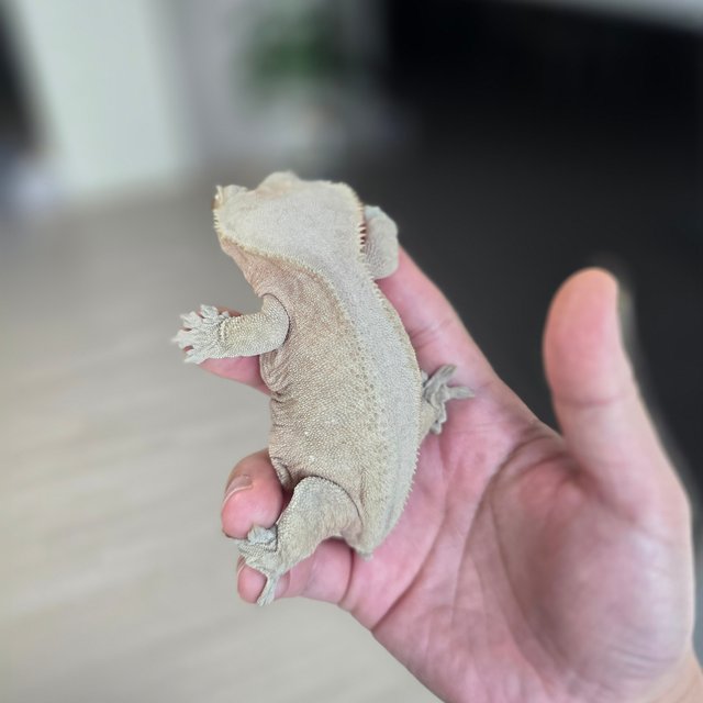 레드 바이 하이포