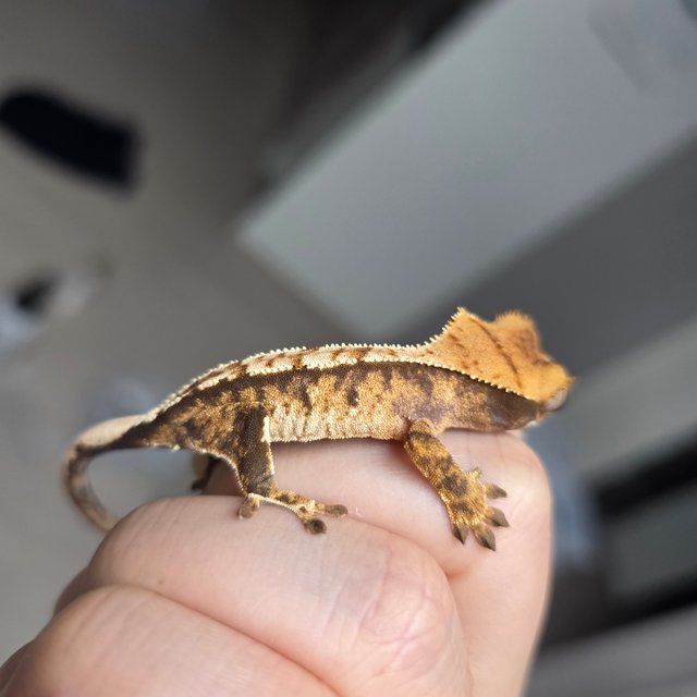 트라이 익스트림할리퀸 할리퀸